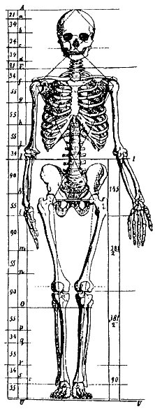 Figure 4: Zeising: The proportions of a man's skeleton in the Golden Section, 1854, fig. 49