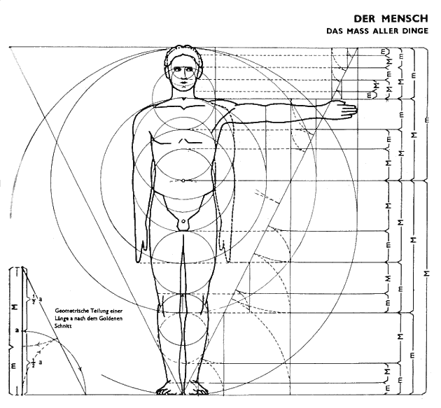 Figure 5: Neufert: The proportions of the human body, 1943, p. 23